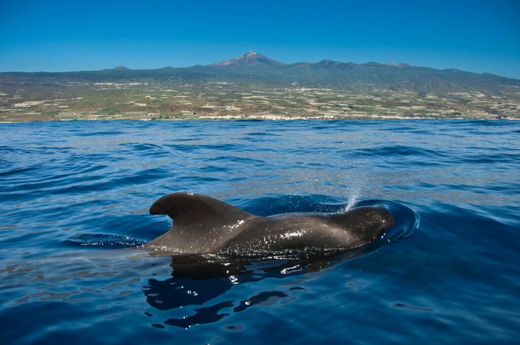 Avistamiento de Ballenas en Tenerife Sur: Una Experiencia Única